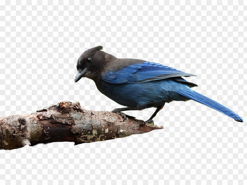 Feather PNG