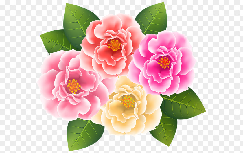 Japanese Camellia Clip Art PNG