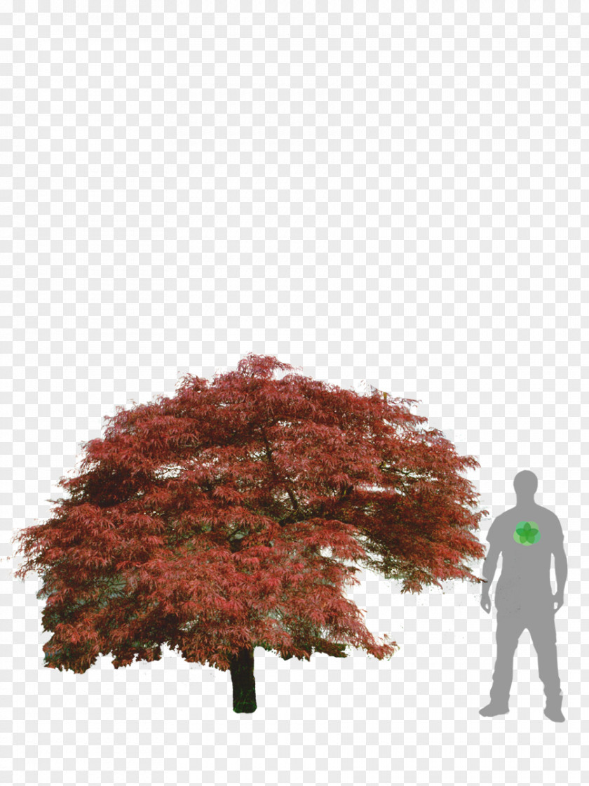 Weeping Willow Maple Leaf Japanese Acer Japonicum Dissectum Tree PNG