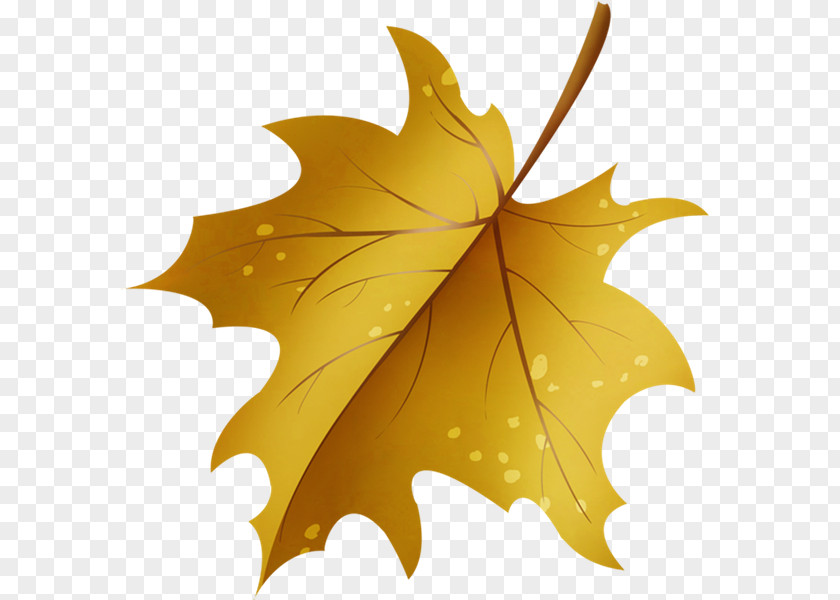 Leaf Maple PNG