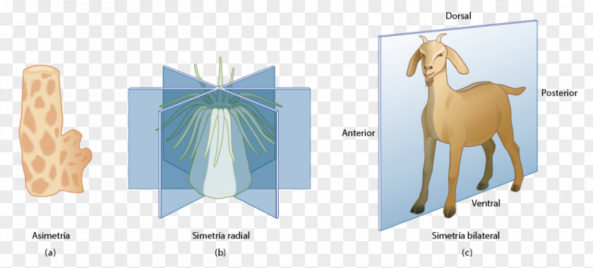 Los Animales Symmetry In Biology Simetria Radial Germ Layer PNG