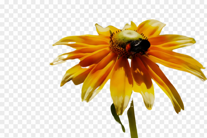 Membranewinged Insect Bee Flower Yellow Petal Honeybee Plant PNG