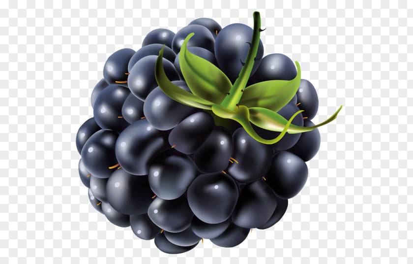 Blueberry Bilberry Juice Blackberry PNG