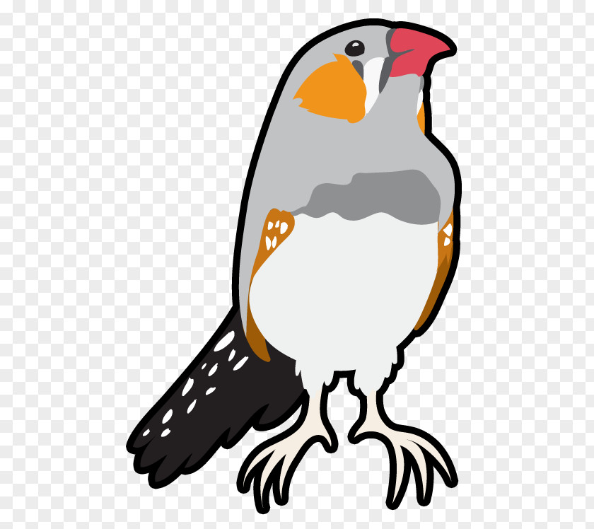 Falconiformes Peregrine Falcon Cartoon Bird PNG