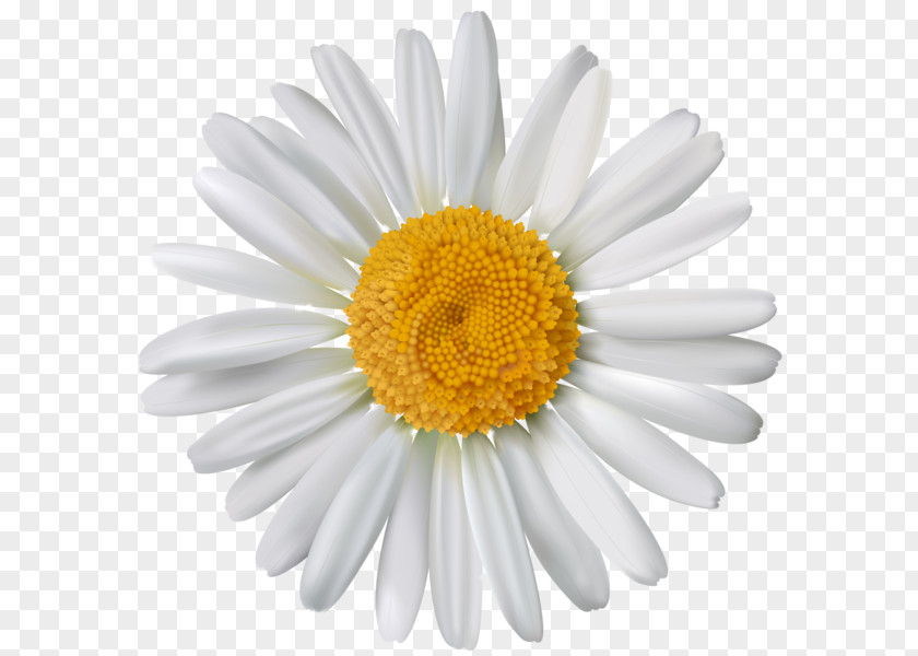Flower Common Daisy Stock Photography Oxeye PNG