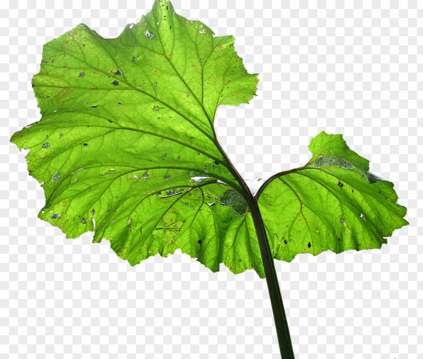 Leaf Spring Greens Plant Pathology Herb PNG