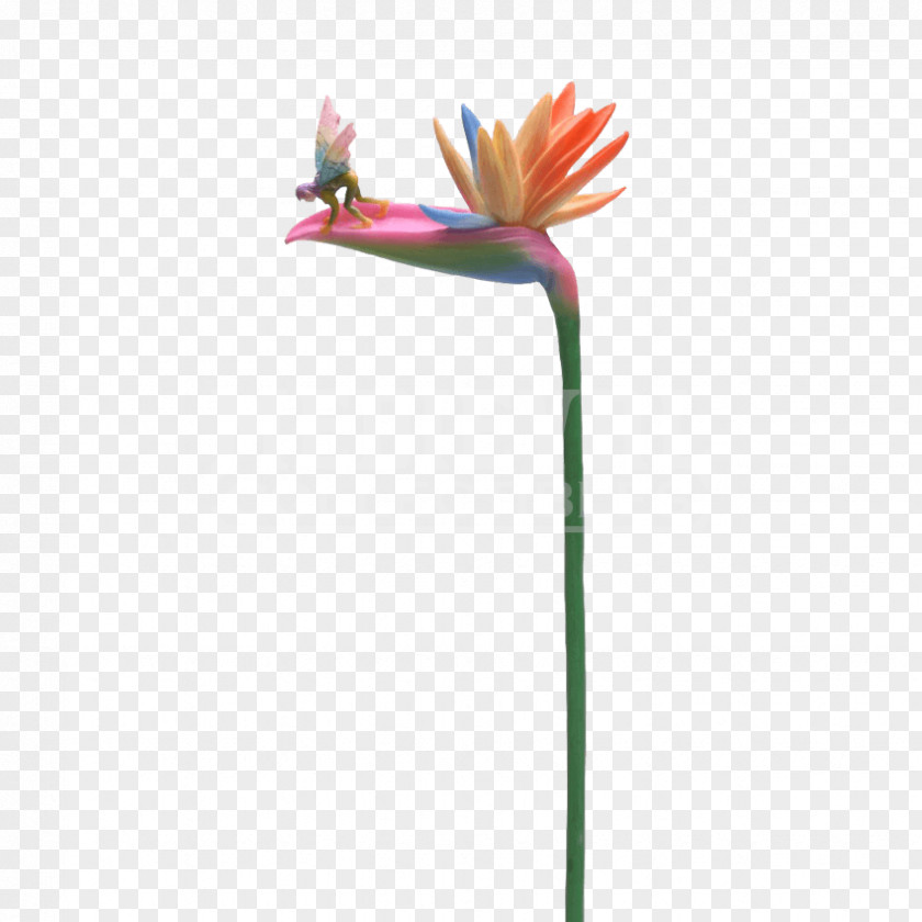 PARADİSE Plant Stem Flower Fairies Fairy Bird PNG
