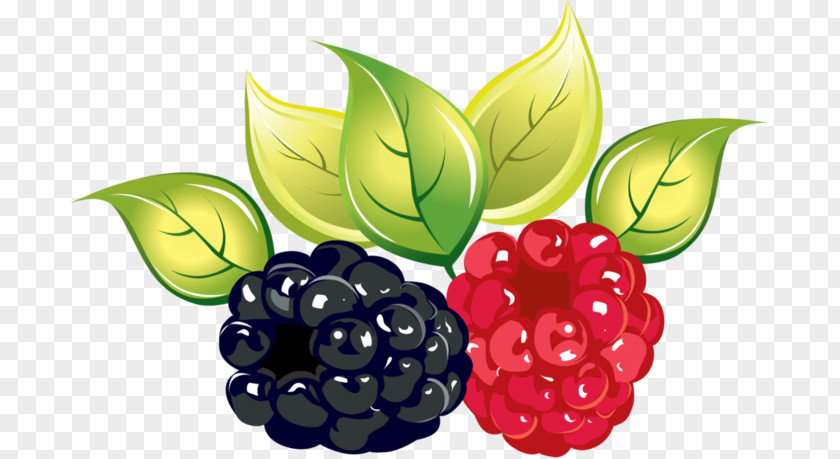 Raspberry Blackberry Download PNG