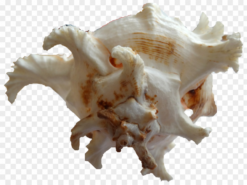 Seashell Shankha Light Pendentive PNG