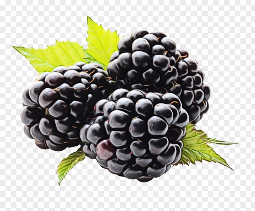 Seedless Fruit Food Berry Blackberry Grape Rubus PNG