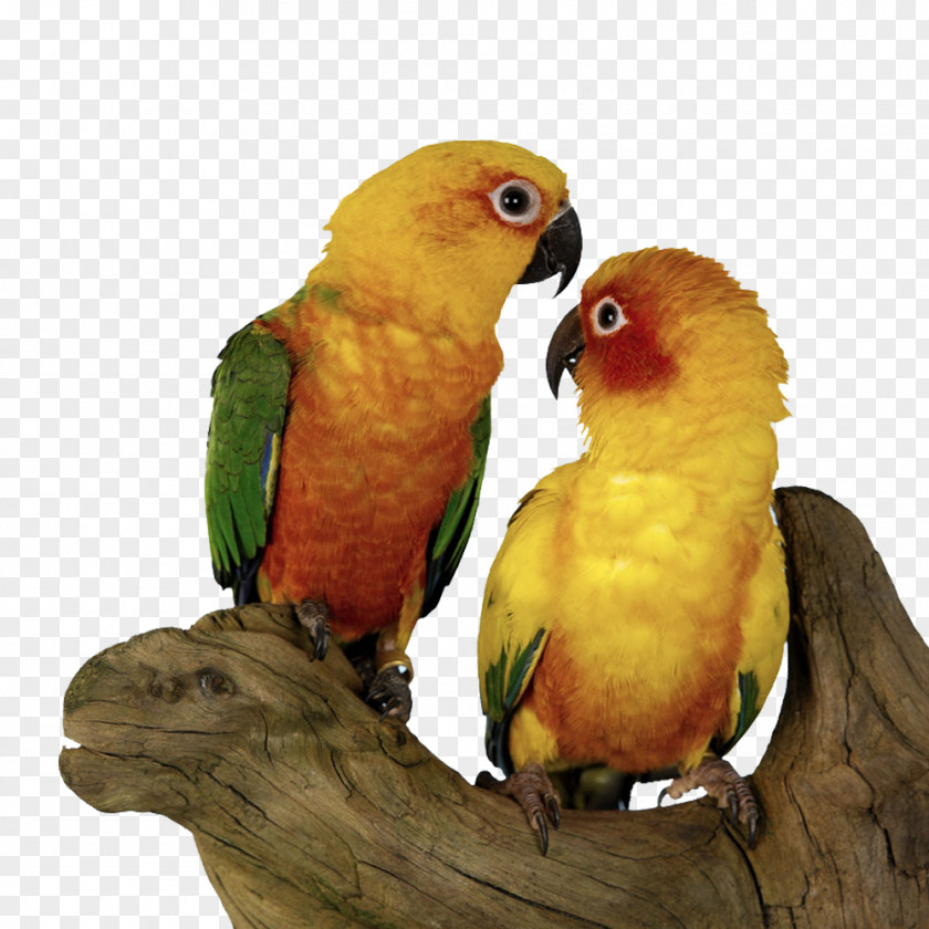 Shu Chashang Pair Of Parrots Bird Parrot Sun Conure Budgerigar PNG