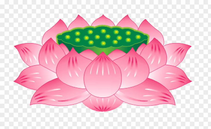 Vector Lotus Seat Nelumbo Nucifera Buddhism Buddhahood Bodhisattva Guanyin PNG