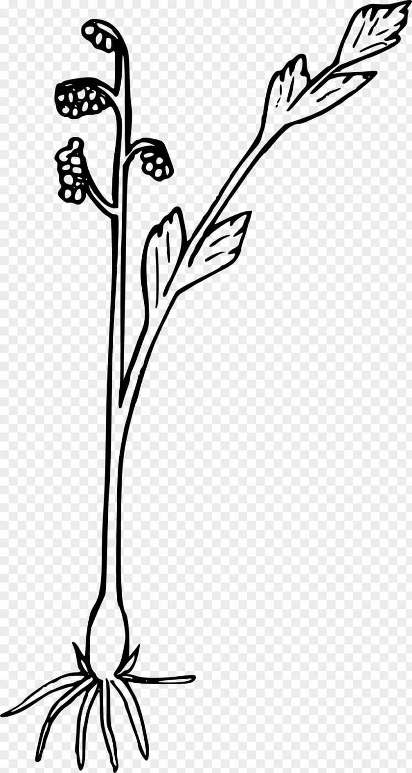 Wildflower Heading Box Fern Plant Clip Art PNG