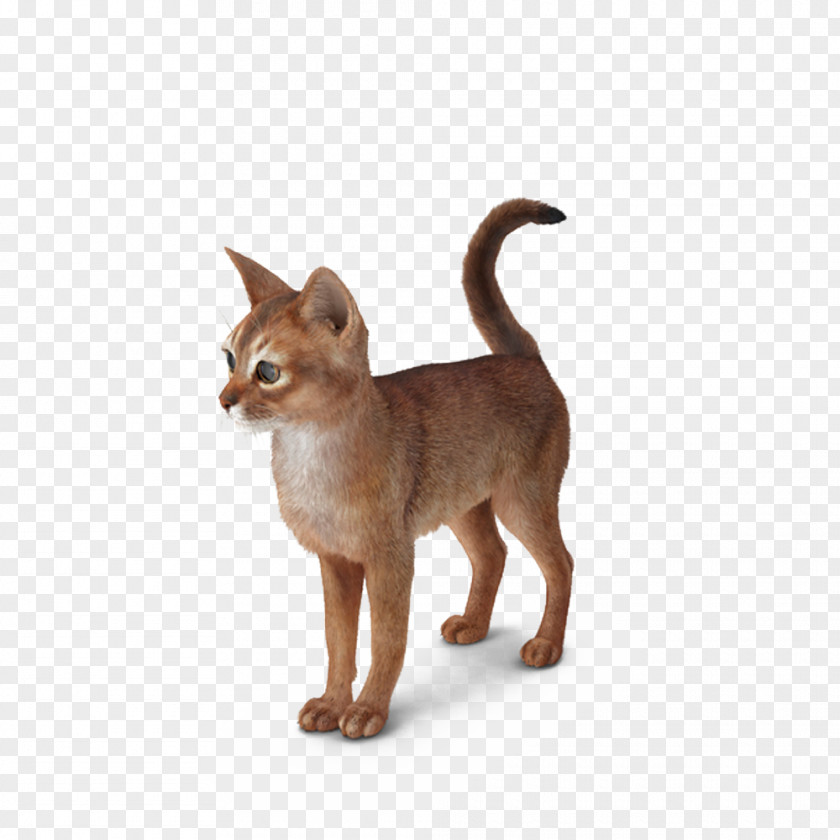 Abyssinian Cat Kitten Whiskers PNG