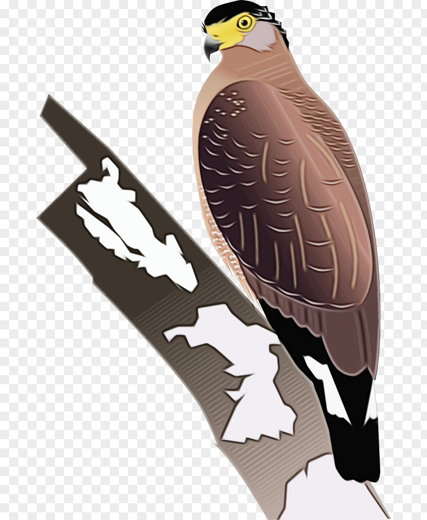Coopers Hawk Falconiformes Eagle Drawing PNG