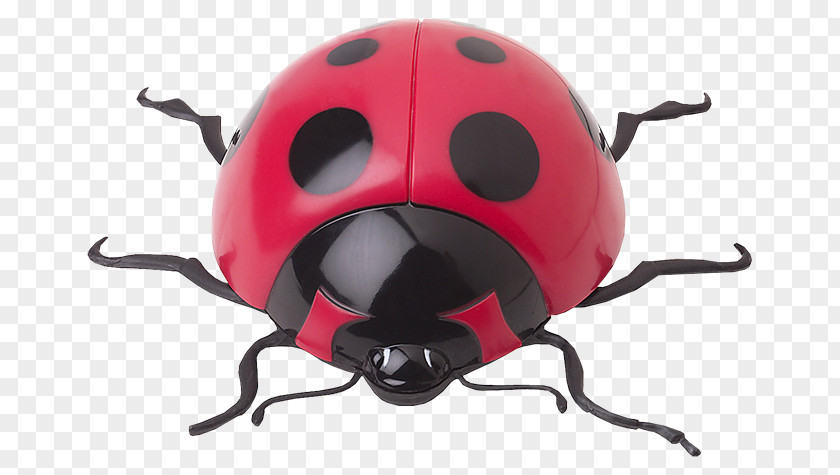 Ladybug Insect Ladybird Coccinella Septempunctata Clip Art PNG