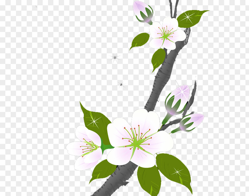 Plum Flower Floral Design Blossom PNG