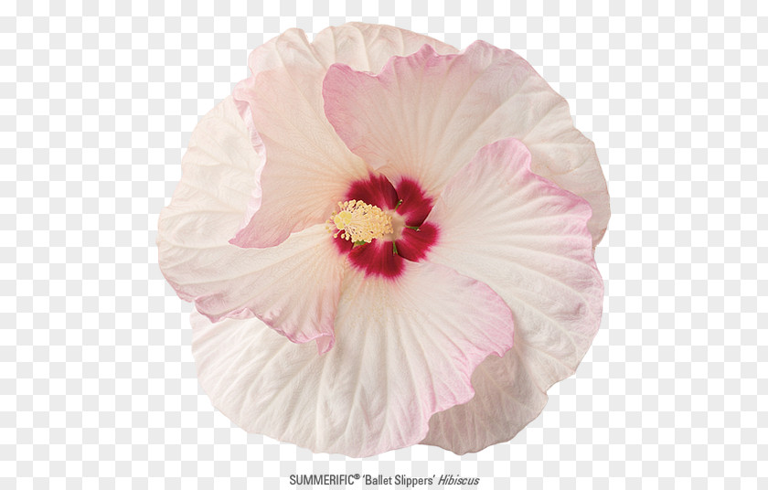 Rose Rosemallows Family Petal Pink M PNG