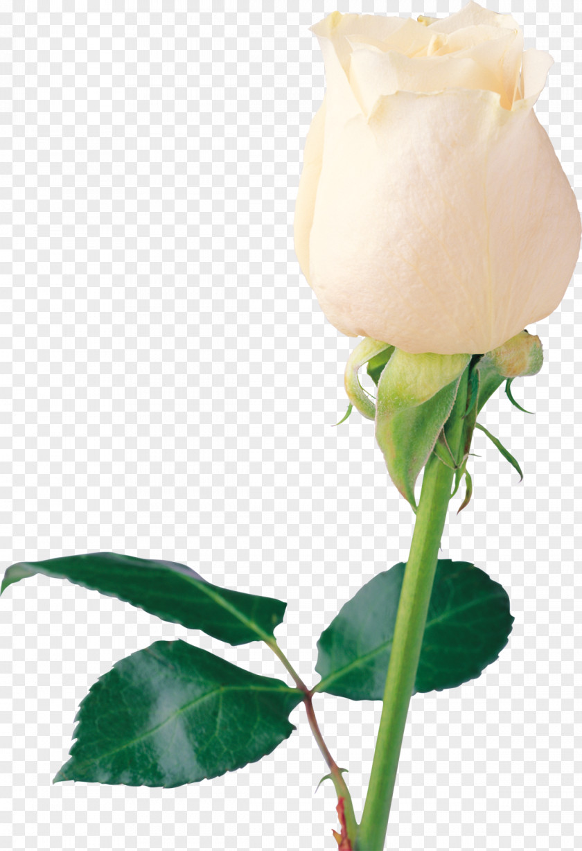 White Roses Rose Desktop Wallpaper Clip Art PNG