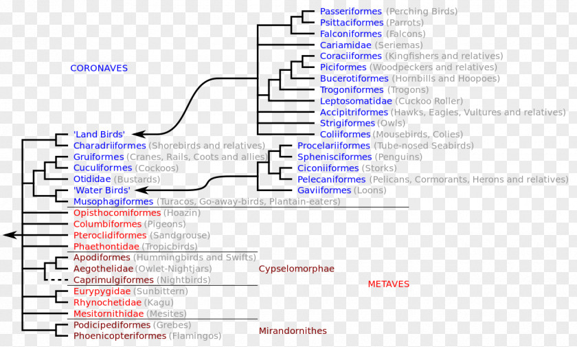 Bird Neoaves Cladogram Owl Phylogenetic Tree PNG