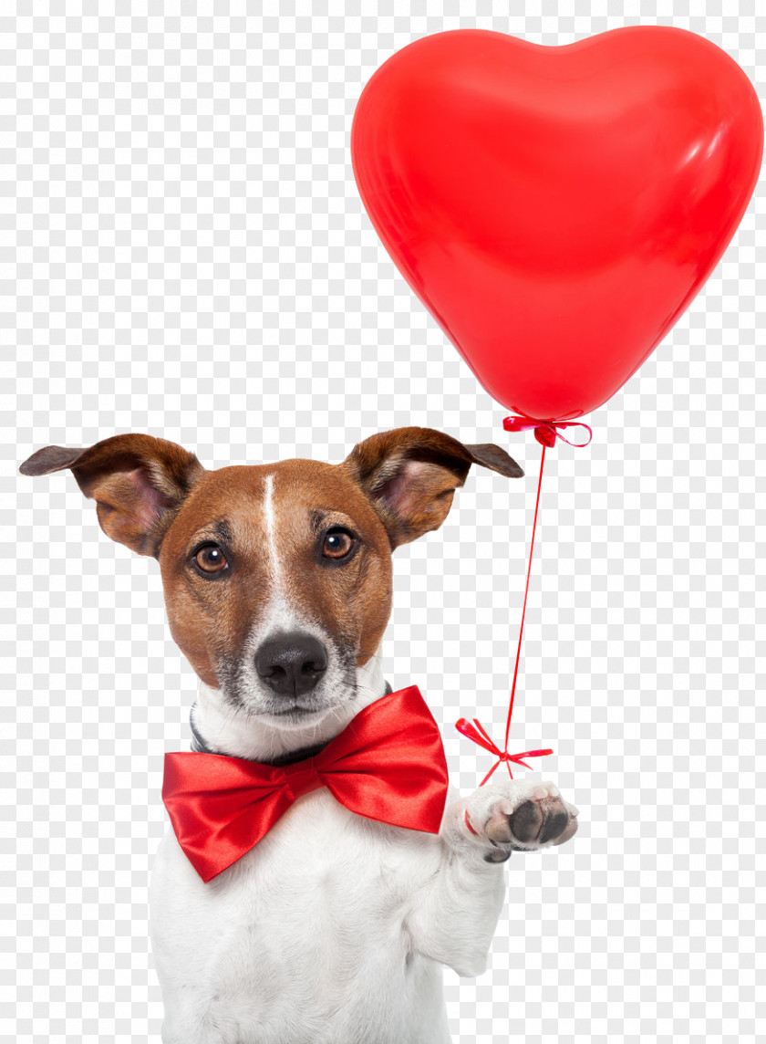 Bowknot Jack Russell Terrier Puppy Paw PNG