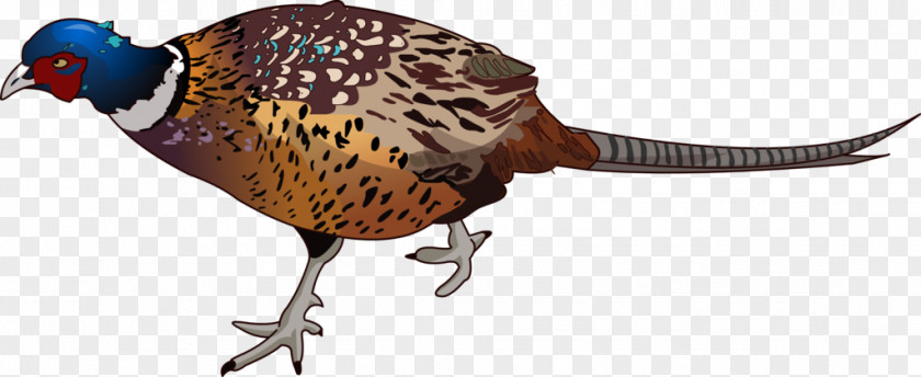 Diamond Pheasant Ring-necked Bird Chicken Golden PNG