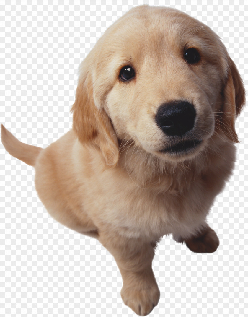 Dogs PNG clipart PNG