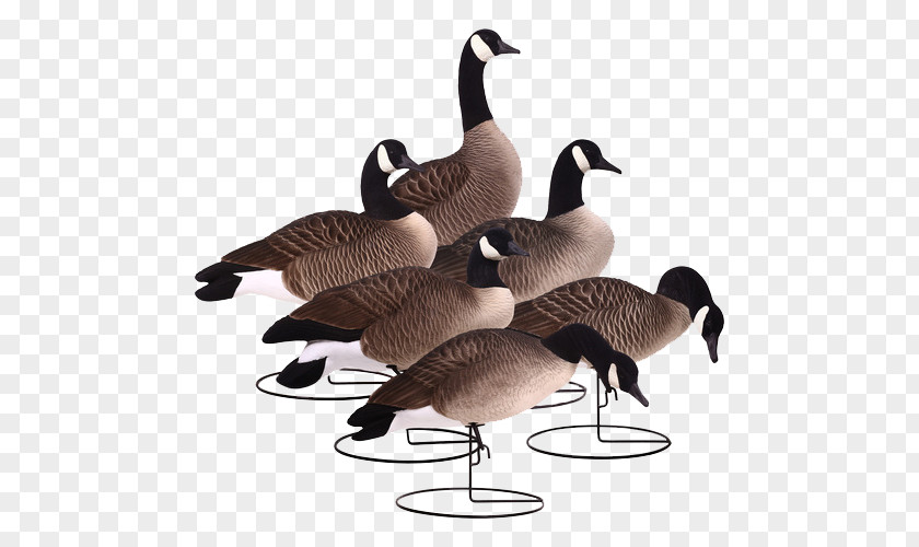Goose Duck Waterfowl Hunting PNG