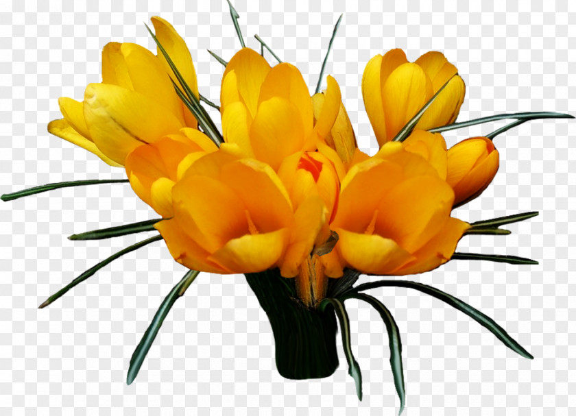 Saffron Flower Photography Clip Art PNG