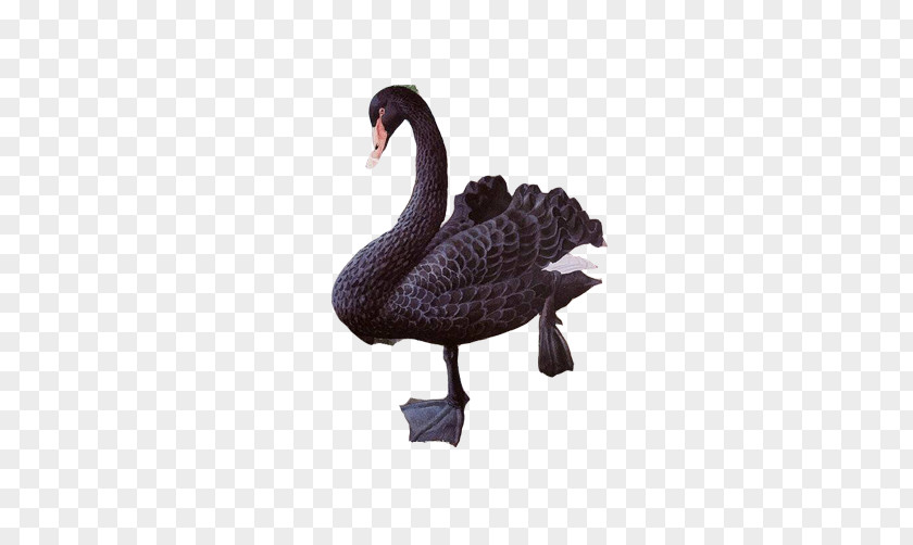 Black Swan Walking FIG Creative Image Duck PNG