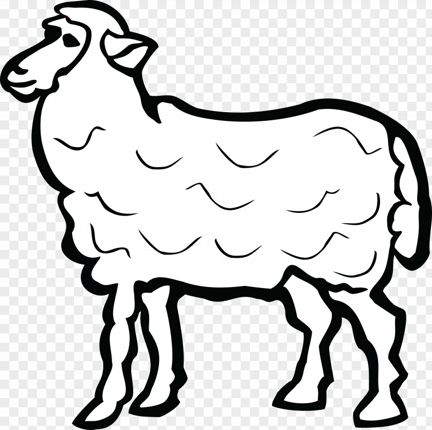 Coloring Book Cowgoat Family White Sheep Line Art Livestock PNG
