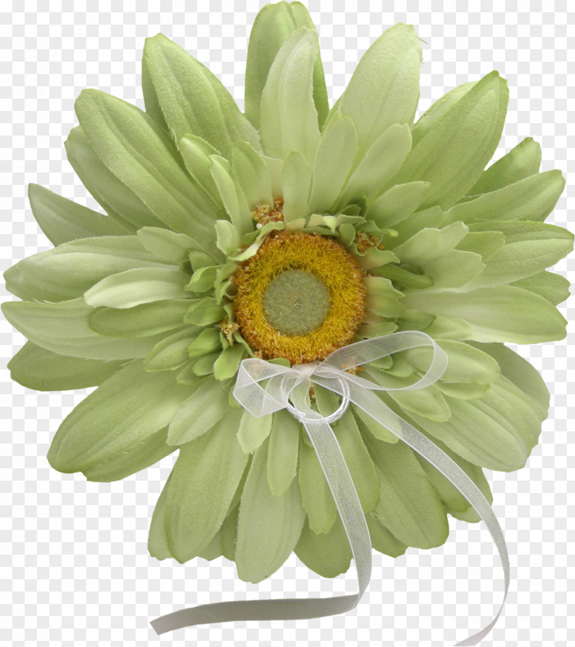 Flower Common Daisy Image Painting PNG