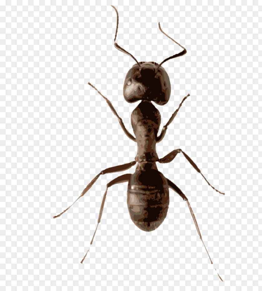 Insect Ant Mosquito Fly Stock Photography PNG