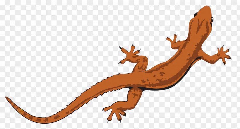 Lizard Salamander Reptile Clip Art Vector Graphics PNG