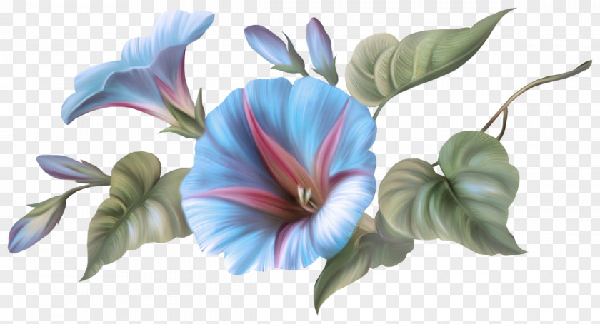 Morning Glory Family Hibiscus Flower Hawaiian Plant Petal Flowering PNG