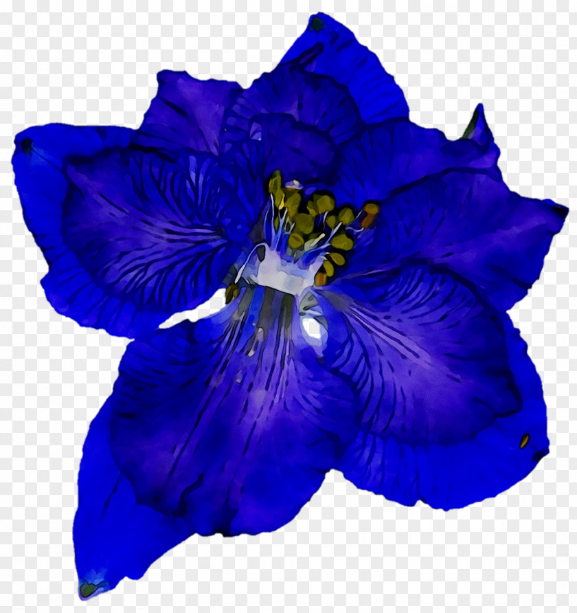 Violaceae Cut Flowers PNG