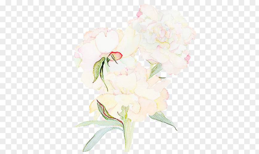 Flower White Cut Flowers Pink Plant PNG