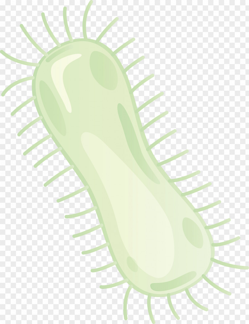 Green Plant PNG