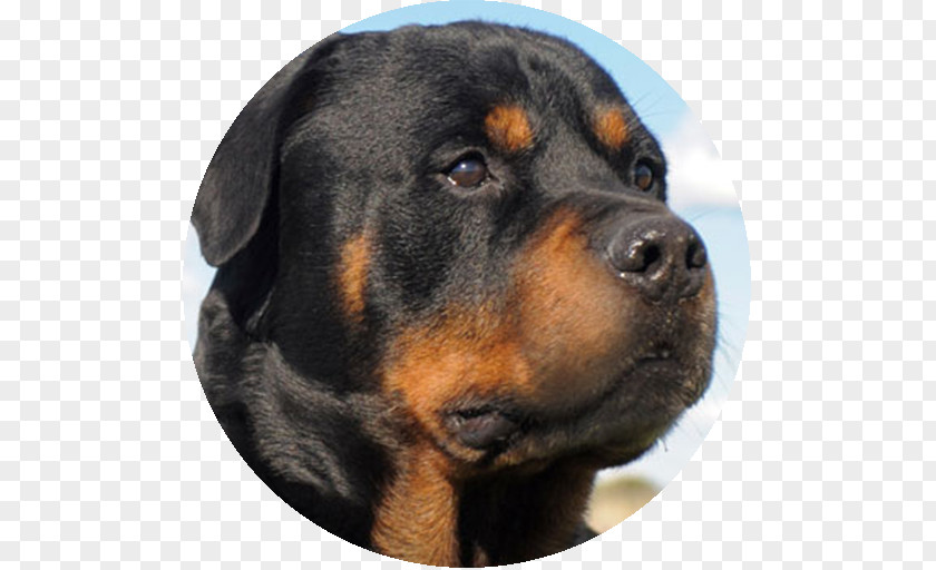 Puppy Rottweiler Caucasian Shepherd Dog Boerboel German PNG