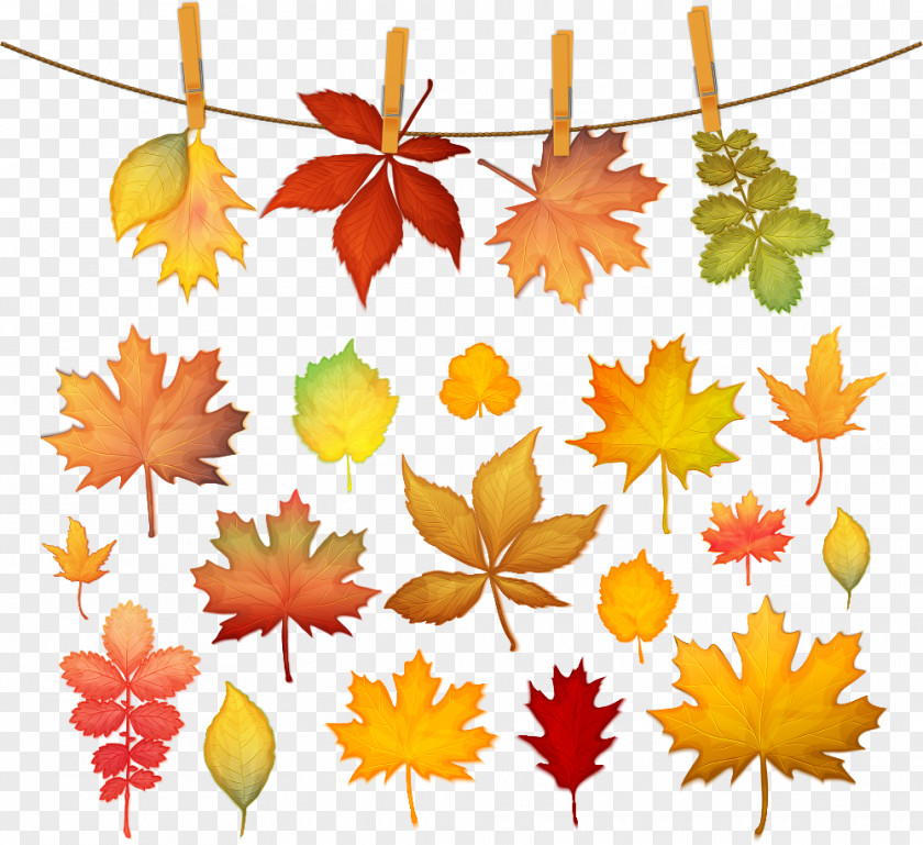 Vector Autumn Leaves Leaf Color Maple PNG