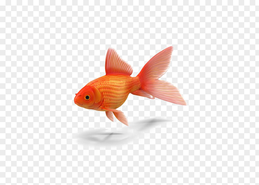 Aquarium Vector Common Goldfish Colors In German Brian Wildsmith's Animals To Count Book Am I Small? PNG