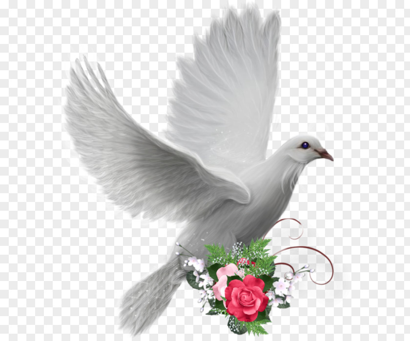 Colombe Peace Doves As Symbols PNG