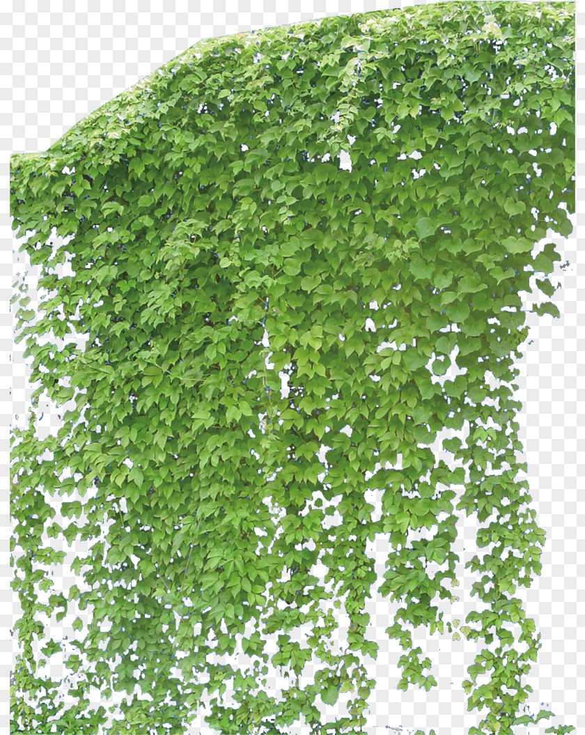Creeper Vine Plant PNG