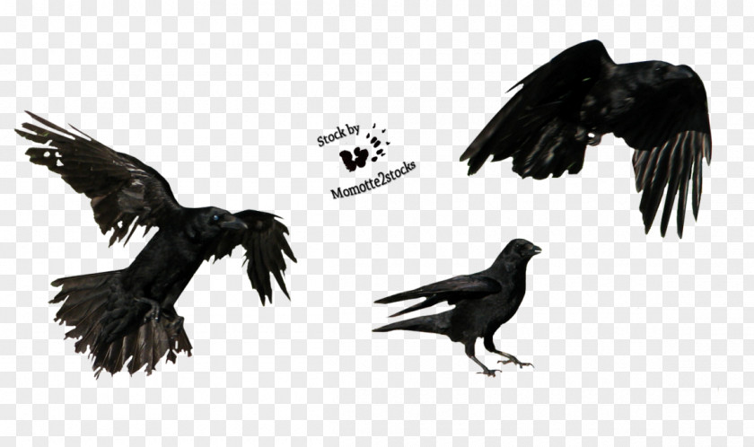 Flying Crow American Tattoo Three Crows PNG