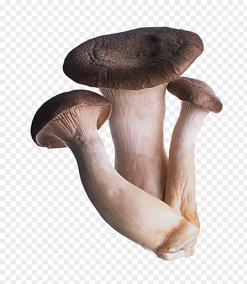 Mushroom Fungus Oyster Shiitake Food PNG