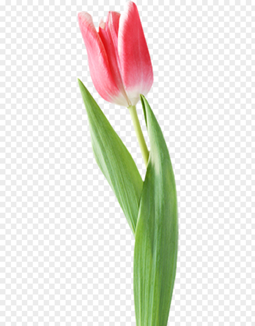 Tulip Amaryllis Cut Flowers Jersey Lily Blog PNG
