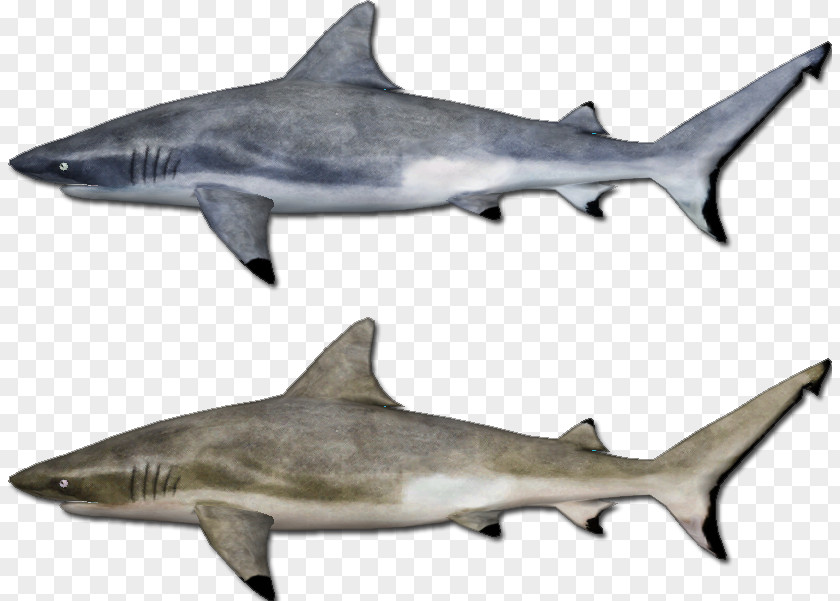 Arrecife Banner Great White Shark Requiem Sharks Squaliform Mackerel Marine Biology PNG