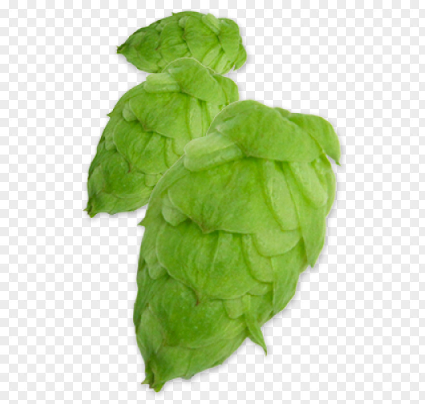 Beer Common Hop Yakima Chief Hops YCH HOPS PNG