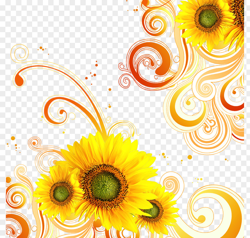 Chrysanthemum Color Lace PNG