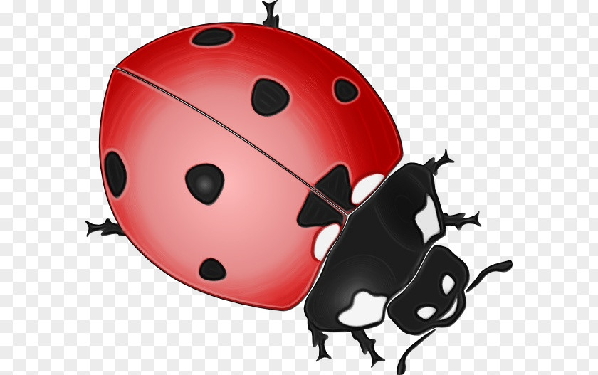 Helmet Beetle Ladybug PNG